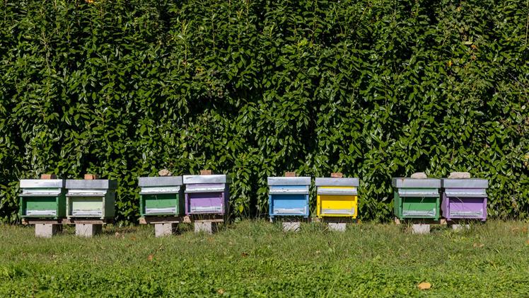 La Fratelli Campagnolo dà vita a un Parco delle api | G. di Vicenza