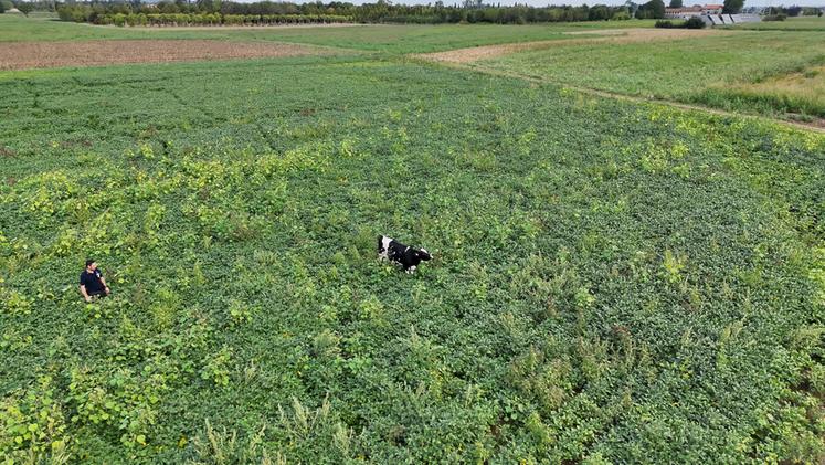 Mucca Mucca scappa dall’allevamento e vaga per Malo: tre ore per riprenderla ...