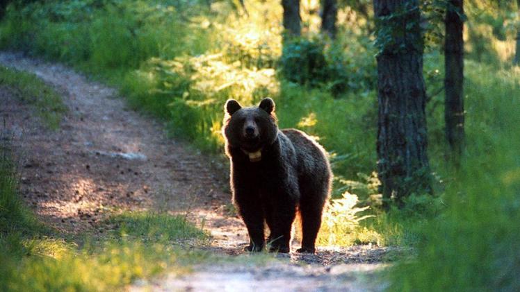 Coro di no: gli amministratori altopianesi non vogliono orsi nel territorio