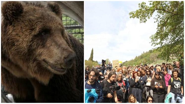 La manifestazione pro orso, organizzata davanti al rifugio faunistico del Casteller, a Trento, dove si trova richiusa l'orsa Jj4, responsabile della morte del giovane runner