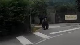 L'orso a passeggio tra le case