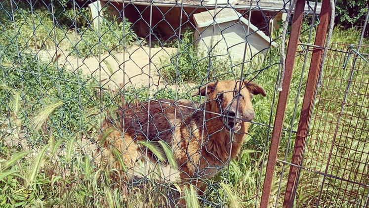 La cagnolina era costretta a vivere abbandonata a se stessa in un recinto