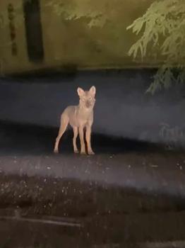 Le riprese. Un frame del lupo avvistato in centro Tregnago