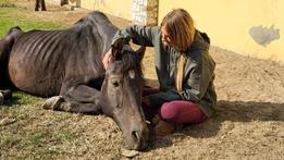 Nicole Berlusconi nel suo centro sul lago Maggiore si occupa di cavalli maltrattati