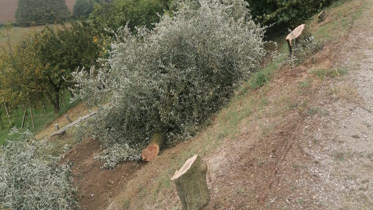 Via Colombare, il terreno in cui sono state tagliate le 19 piante di ulivo