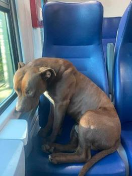 Il cane Roky da solo sul treno, fotografato da una passeggera e postato sui social