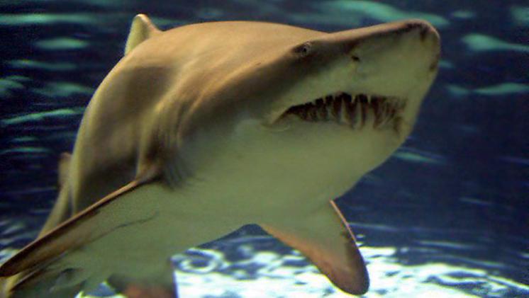 Ragazza attaccata da uno squalo: ferita gravemente | G. di Vicenza