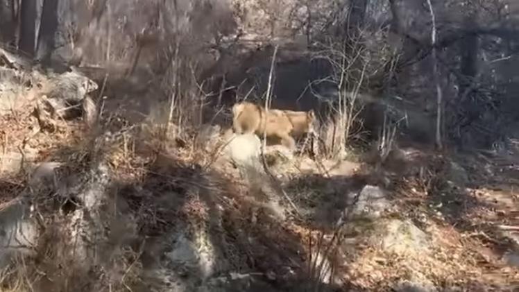 Un frame del video in cui compare il lupo in località Pragolin