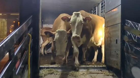 Le prime 21 mucche bio sono arrivate nella loro nuova casa, nell'azienda agricola Juvenilia, a Giavenale, dopo l'incendio della stalla a gennaio
