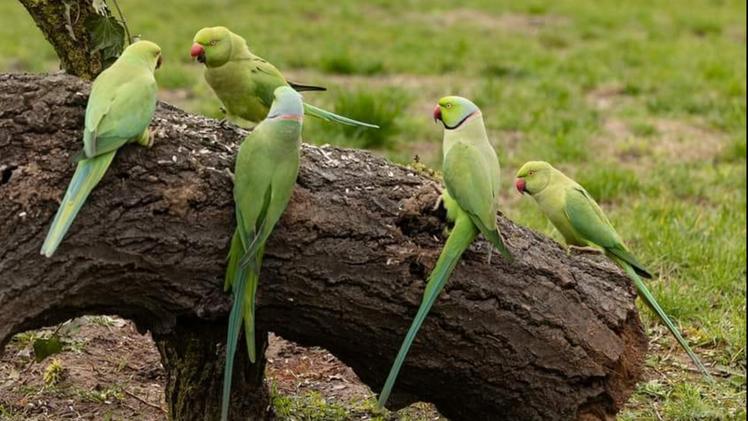 Ring-necked Parakeets imported for ornamental purposes from Africa and Asia. Now they have settled in the Veneto area