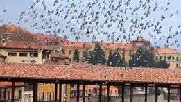 Uno stormo di colombi in volo sul ponte degli Alpini, a Bassano