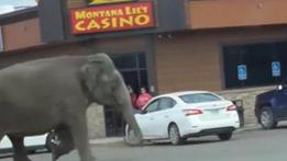 L'elefante in fuga