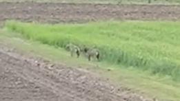 Un frame del video della coppia di lupi avvistati nelle campagne di Mussolente