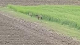 A frame from the amateur video capturing the two wolves in the countryside in Mussolente