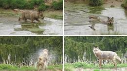 Fotosequenza del bagno del lupo in Lessina