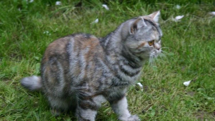 Ginny, uno dei due gatti scomparsi nel giro di una settimana 