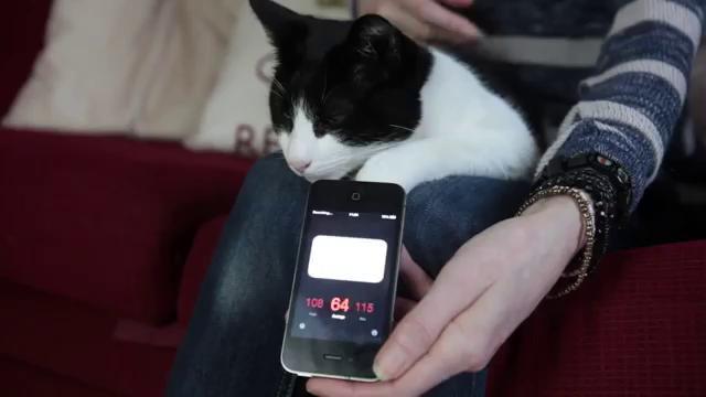  Quando le fusa sono rumorose: Merlin il gatto vince il record mondiale