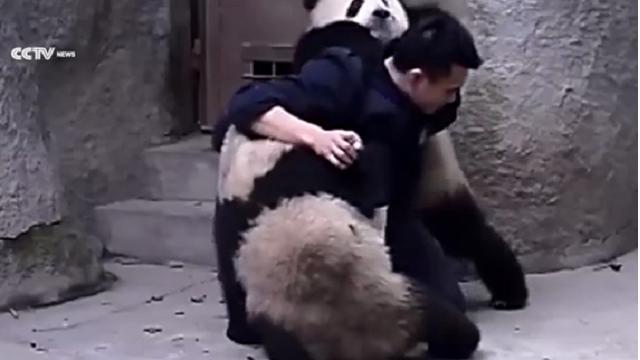 Ai panda non piace la medicina: la lotta con il veterinario è comica