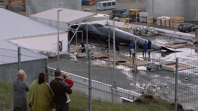 Islanda: riapre la caccia alle balene