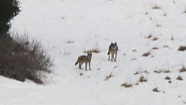 I due lupi per la prima volta immortalati fianco a fianco e di giorno