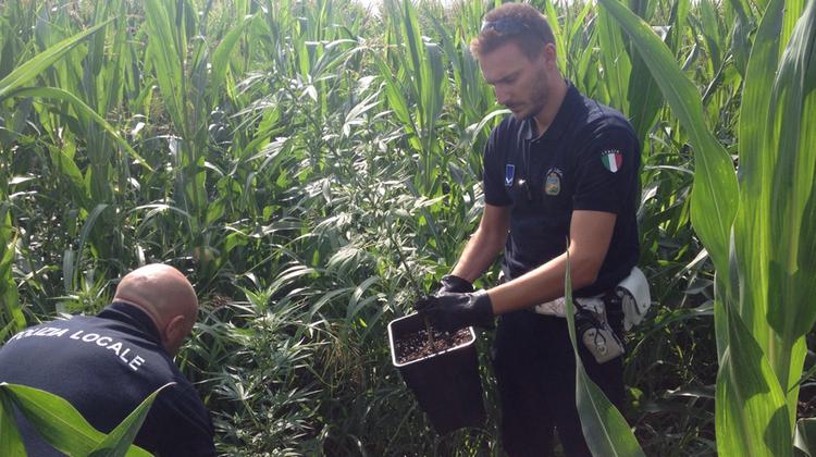 Gli agenti della polizia locale con le piante di canapa ritrovate