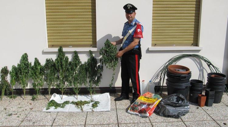 Le piante di cannabis sequestrate dai carabinieri di Bassano