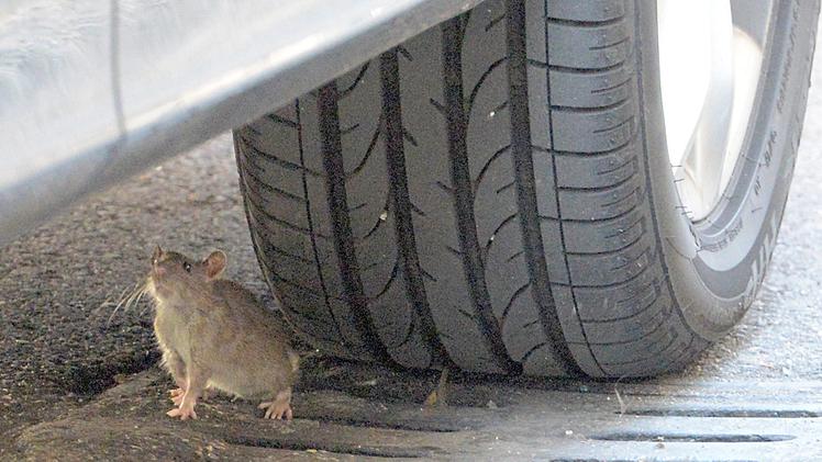 Un ratto di fogna può arrivare a misurare fino a 20 cm, esclusa la coda che è lunga almeno quanto il corpo