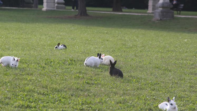 Alcuni conigli diventati ormai abitanti del parco Querini. COLORFOTO