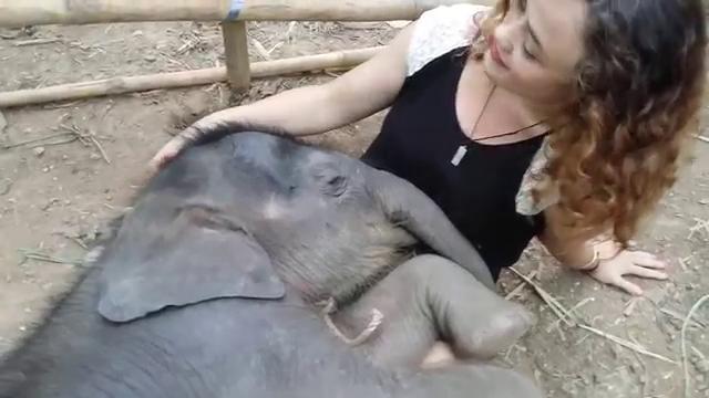 L'elefantino, adagiato sulle gambe di questa ragazza, si rilassa e si addormenta mentre lei gli canta una dolce ninna nanna. Il video è stato postato sul <a href="https://www.youtube.com/channel/UCAH1sRmM4YhFsE29gSx6X0g">canale Youtube del resort Chai Lai Orchid</a>, struttura situata sulle montagne del Chiang Mai, in Thailandia. Il Chai Lai Orchid aiuta donne vittime del traffico di esseri umani e dello sfruttamento della prostituzione e promuove il turismo sostenibile in Thailandia. Il filmato è stato pubblicato allo scopo di raccogliere fondi per realizzare un santuario che <a href="http://chailaiorchid.com/dollars-for-deedee-and-friends/">"sottragga" gli elefanti all'industria turistica</a>. Gli animali vengono spesso sfruttati per offrire ai visitatori corse a basso prezzo, vengono privati delle zanne e costretti a turni di lavoro massacranti ogni giorno dell'anno(a cura di Matteo Marini)