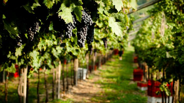 Etica del vitigno autoctono e sostenibilità dei processi produttivi in Valpolicella