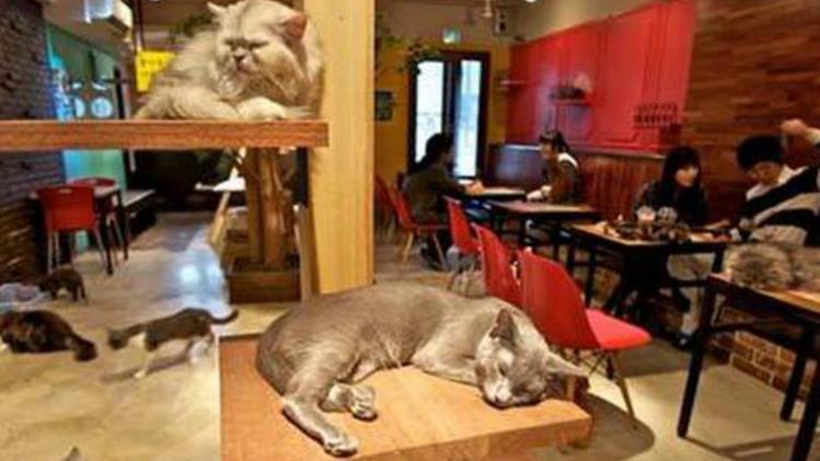 Un'immagine del bar dei gatti a Parigi, popolato da molti felini randagi