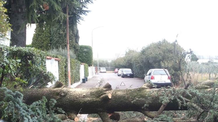 Un albero caduto in via Fogazzaro. FOTO SARETTA