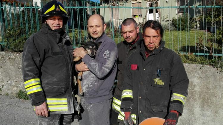 La cagnolina salvata dai vigili del fuoco