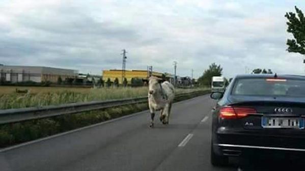 Il toro fuggito dal macello ripreso da un automobilista in Riviera
