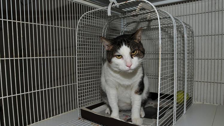 Un gatto rinchiuso in una gabbia simile a quella utilizzata dai tre minorenni. ARCHIVIO