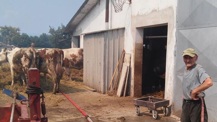 Le fiamme con la forza del vento hanno intaccato la stalla.  FRISONMario Cason con le sue mucche salvate dalle fiamme. FOTO FRISON