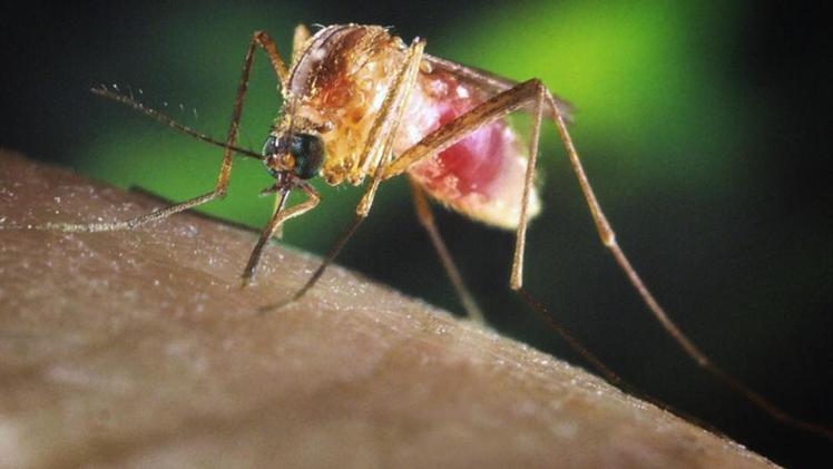 Analisi su zanzare positive al West Nile Virus. Stop alle trasfusioni