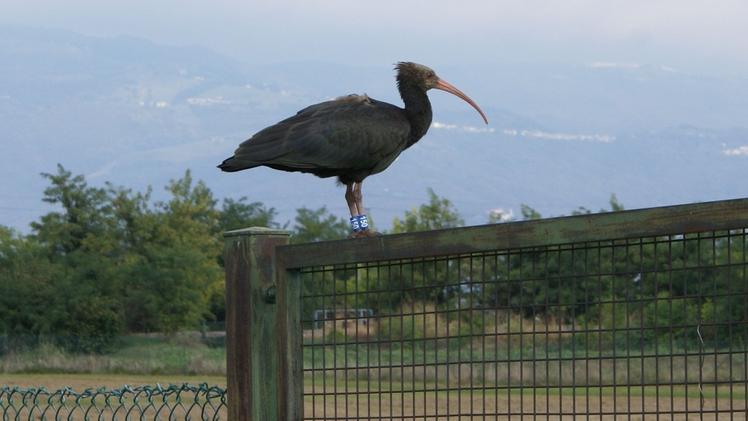 Uno degli Ibis che da qualche anno stazionano a Thiene. ARCHIVIO