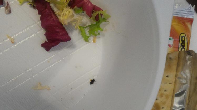 L’insetto trovato nel piatto