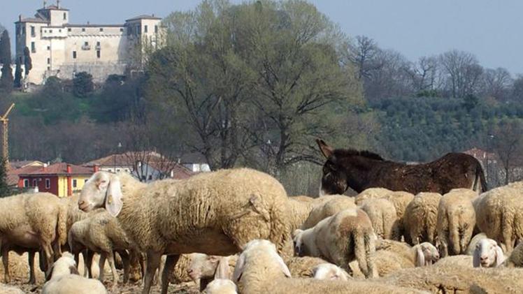Fabio Fornasa, 54 anni, con uno dei suoi fedeli cani da pastoreIl gregge di pecore in cammino verso le malghe di montagnaSono circa un migliaio gli ovini allevati da Fabio FornasaUn’altra  immagine delle pecore sotto ai Berici. FOTOSERVIZIO GREGOLIN