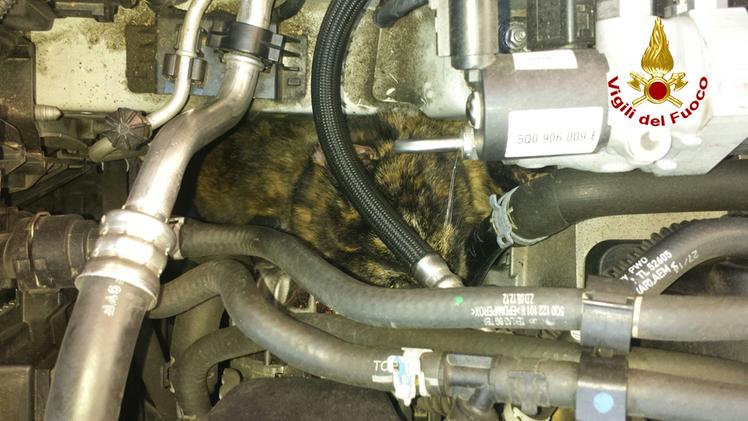 Il gatto incastrato all'interno del vano motore