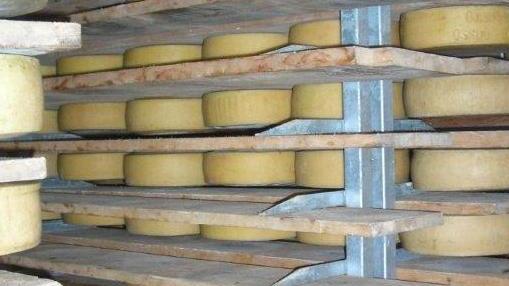 Forme di formaggio Asiago in fase di stagionatura