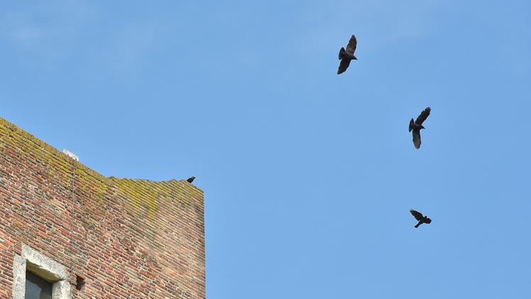 I piccioni si sono sistemati ai livelli inferiori della strutturaLe taccole hanno occupato i piani più alti della torre del castello di Romeo.  FOTOSERVIZIO MASSIGNAN