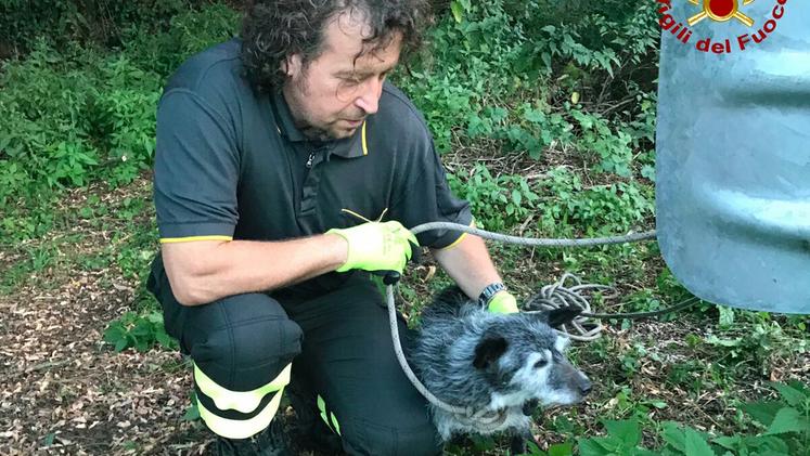Il cane è stato salvato dai vigili del fuco