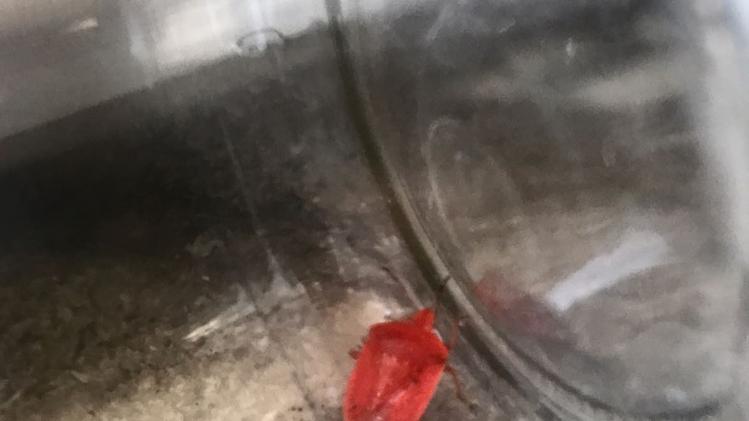 La curiosa e rara cimice rossa trovata dai due ragazzini
