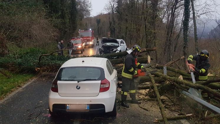 Due alberi sono caduti  sulla Sp 81 a Piovene  e tre veicoli sono rimasti coinvolti. FOTO VIGILI DEL FUOCO