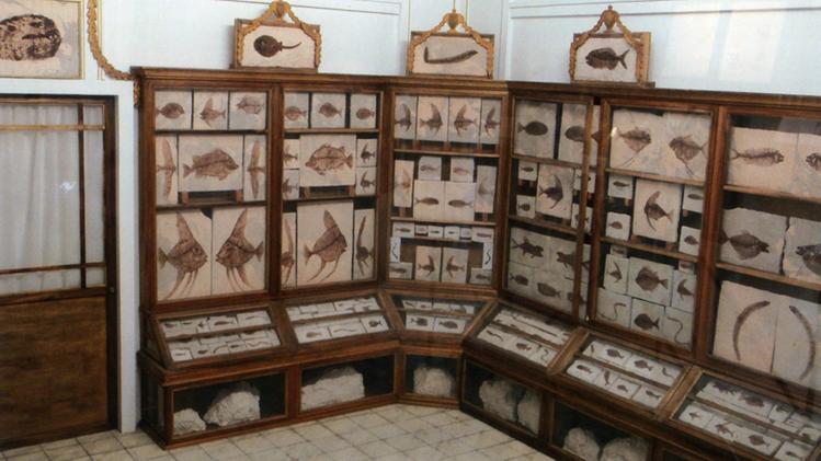 Sala dedicata ai  fossili di  Bolca al  Museo Civico di Storia Naturale di Verona (archivio)