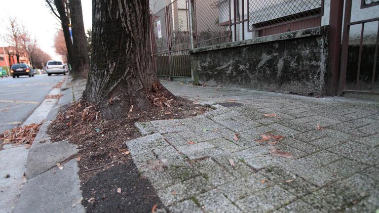 Le radici degli alberi complicano il passaggio e provocano incidenti