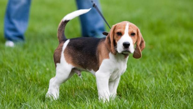 Un cane di razza beagle, come quello deceduto a Bassano