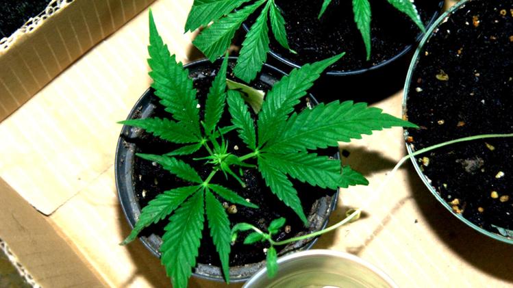 Una pianta di marijuana